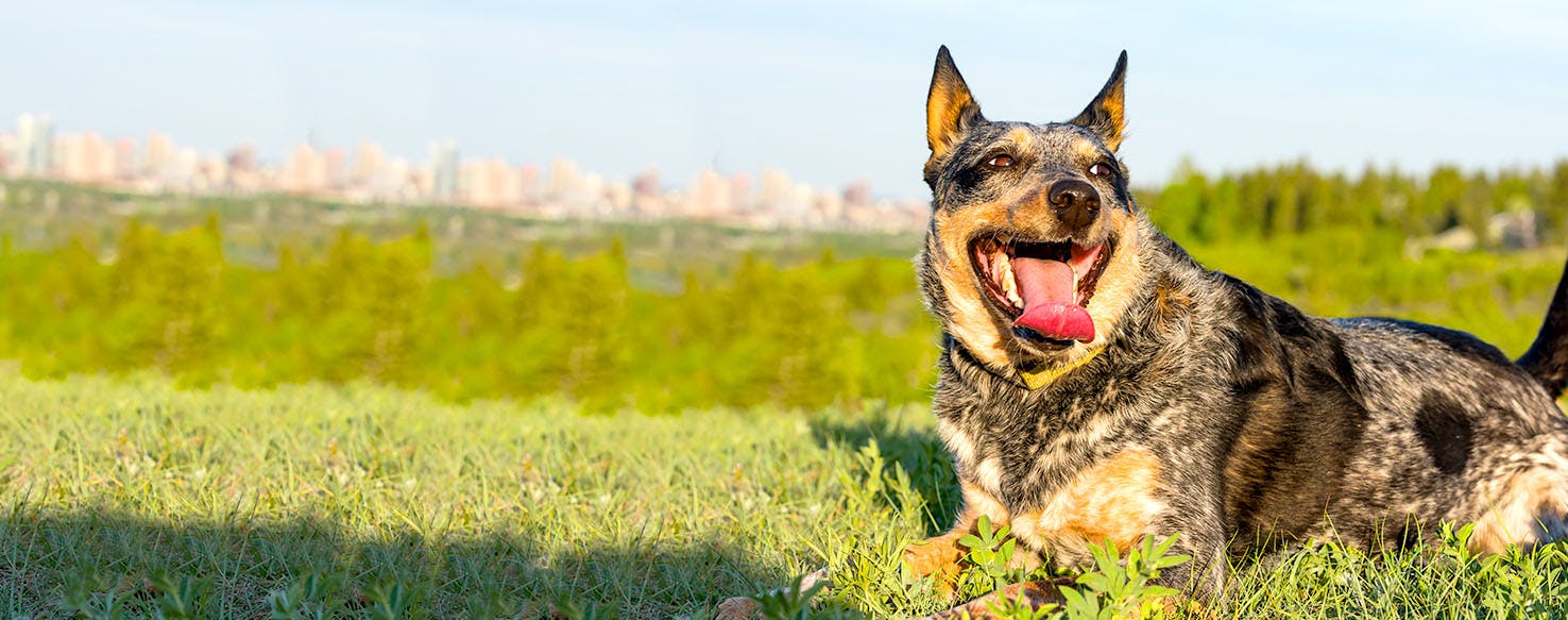 Australian Cattle Dog Inspired Names Popular Male and Female Names Wag!